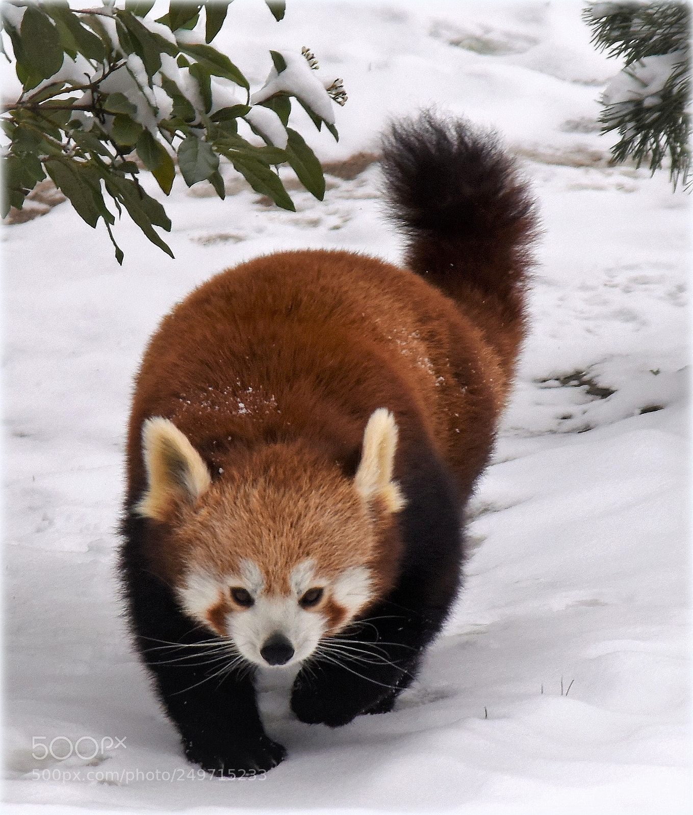 Nikon D810 sample photo. "red panda" photography