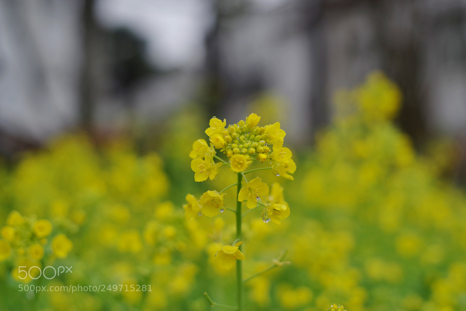 Pentax K-1 sample photo. Untitled photography
