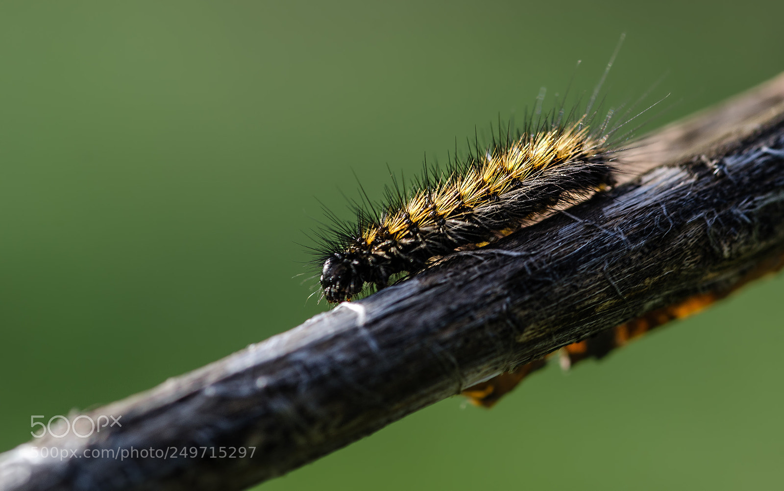 Nikon D7000 sample photo. Worm photography