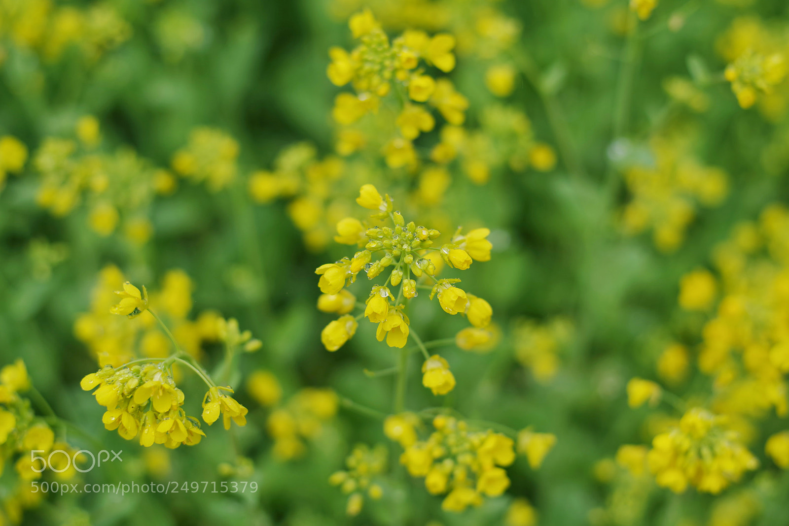 Pentax K-1 sample photo. Untitled photography