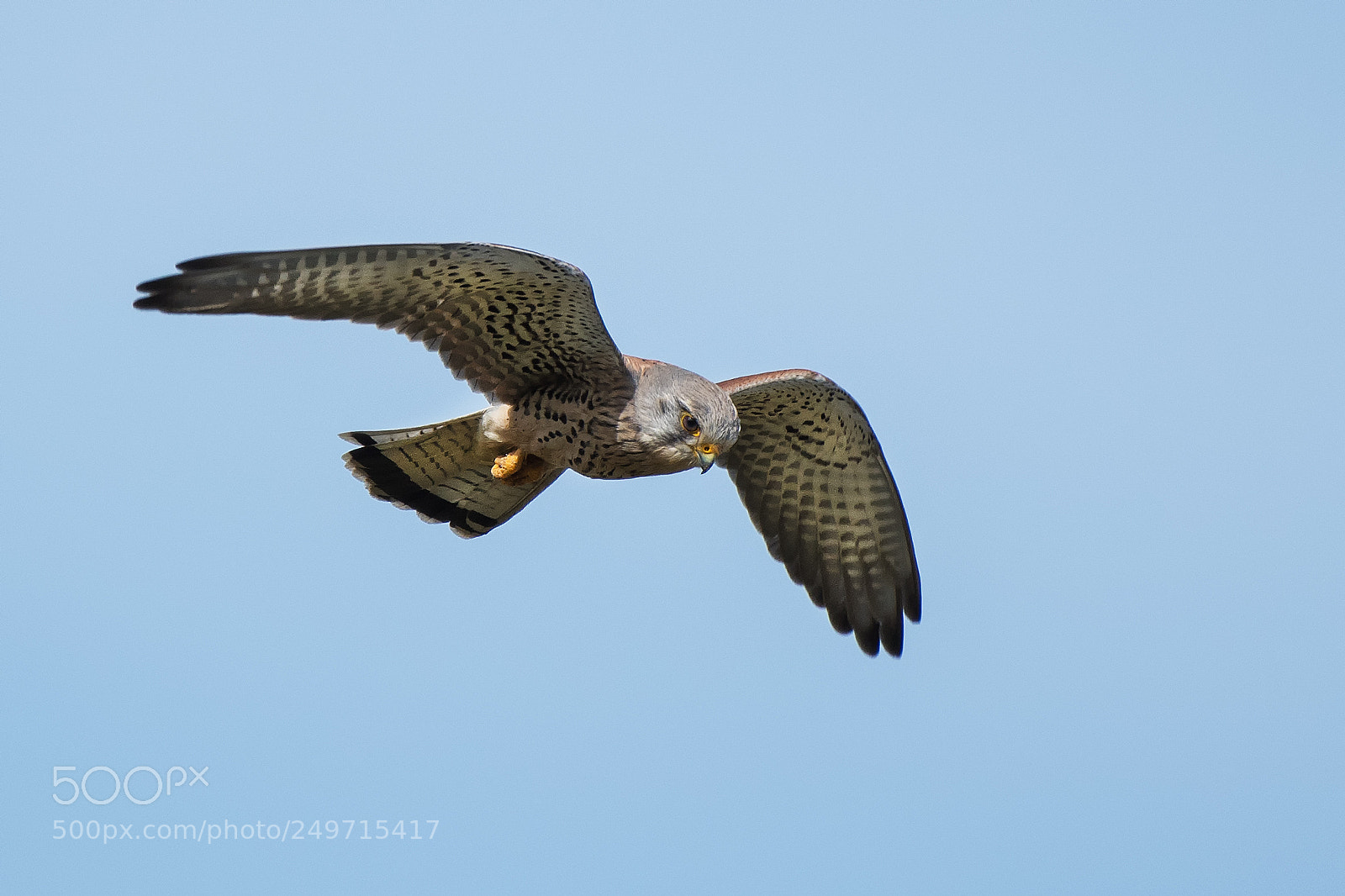 Nikon D500 sample photo. Kestrel photography