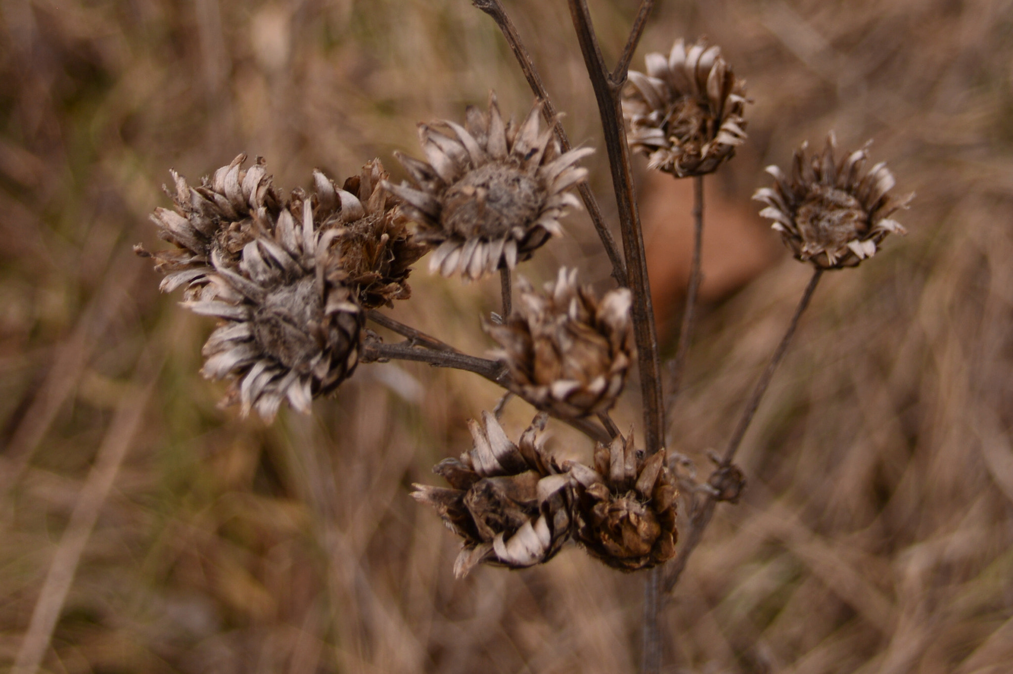 Nikon D3200 + Sigma 18-250mm F3.5-6.3 DC Macro OS HSM sample photo. Dry photography