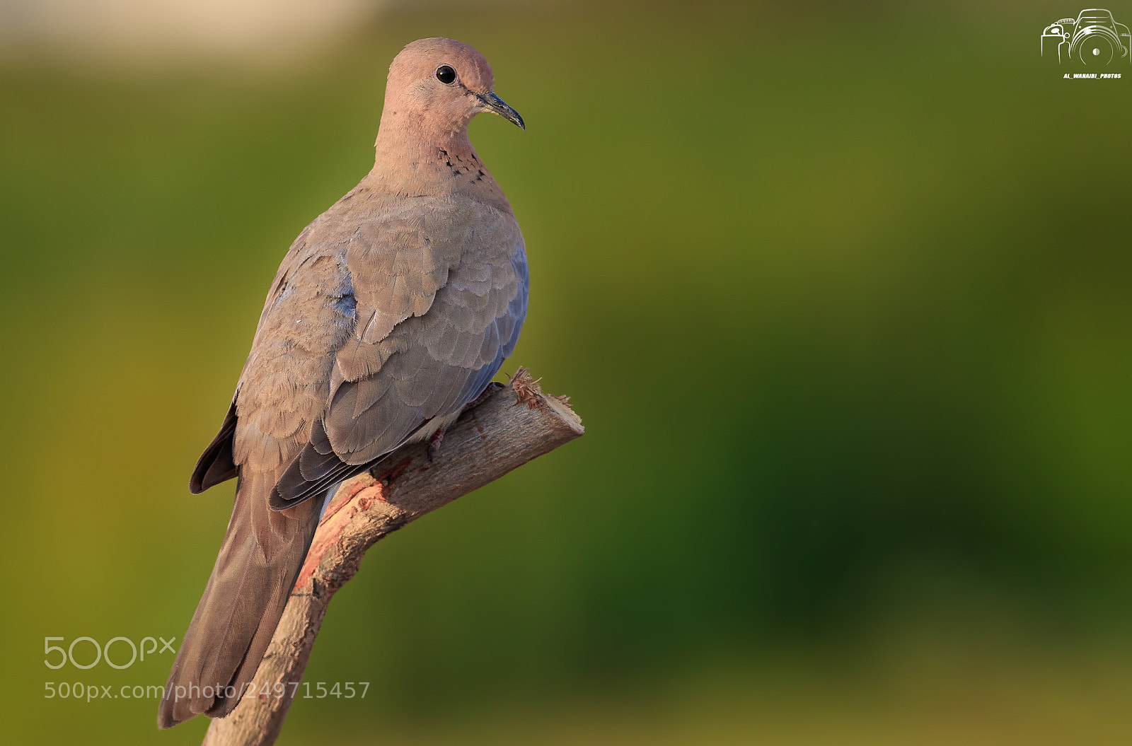 Canon EOS 7D Mark II sample photo. Untitled photography