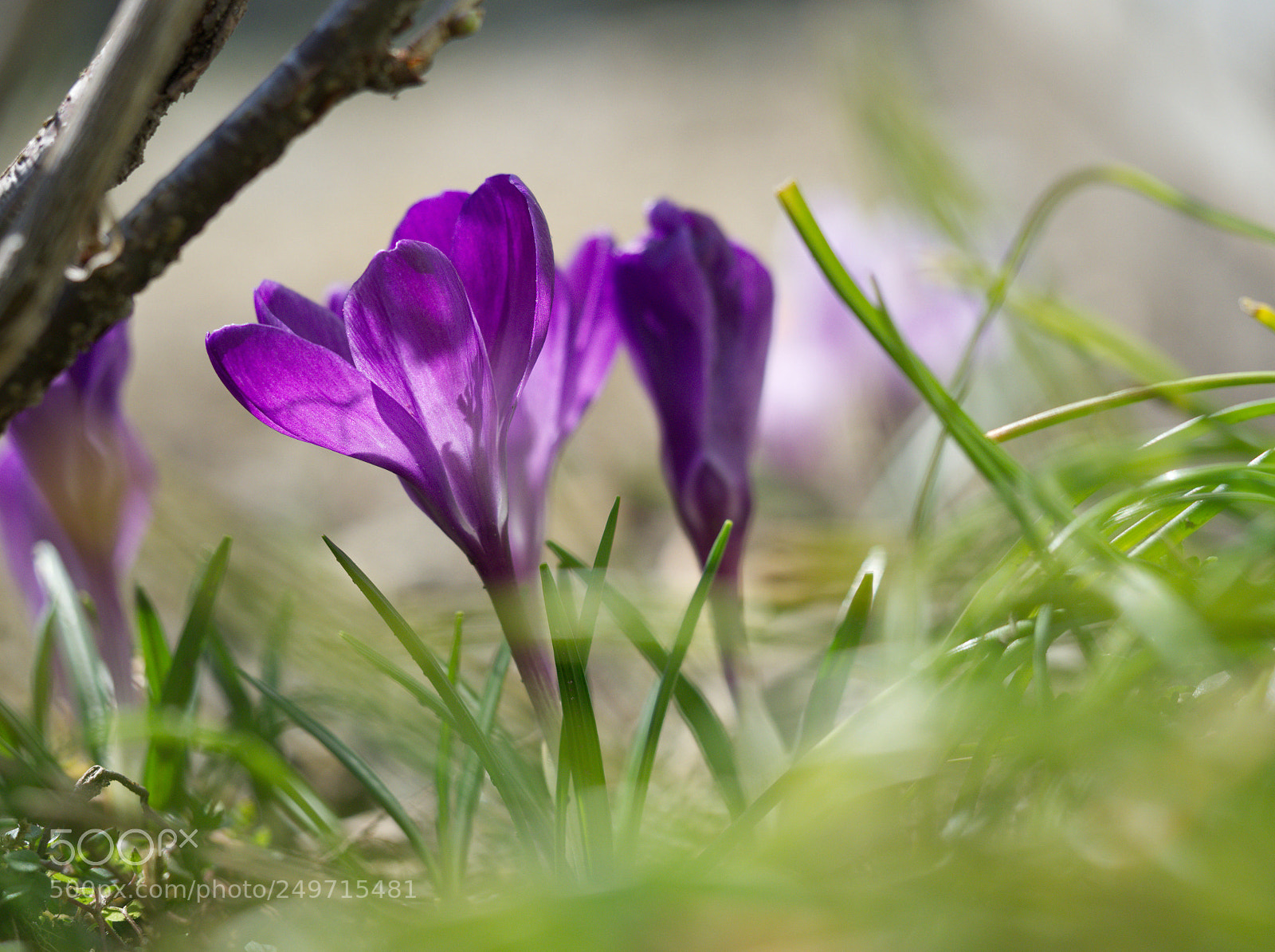 Olympus OM-D E-M1 Mark II sample photo. 芽生え | sprout photography