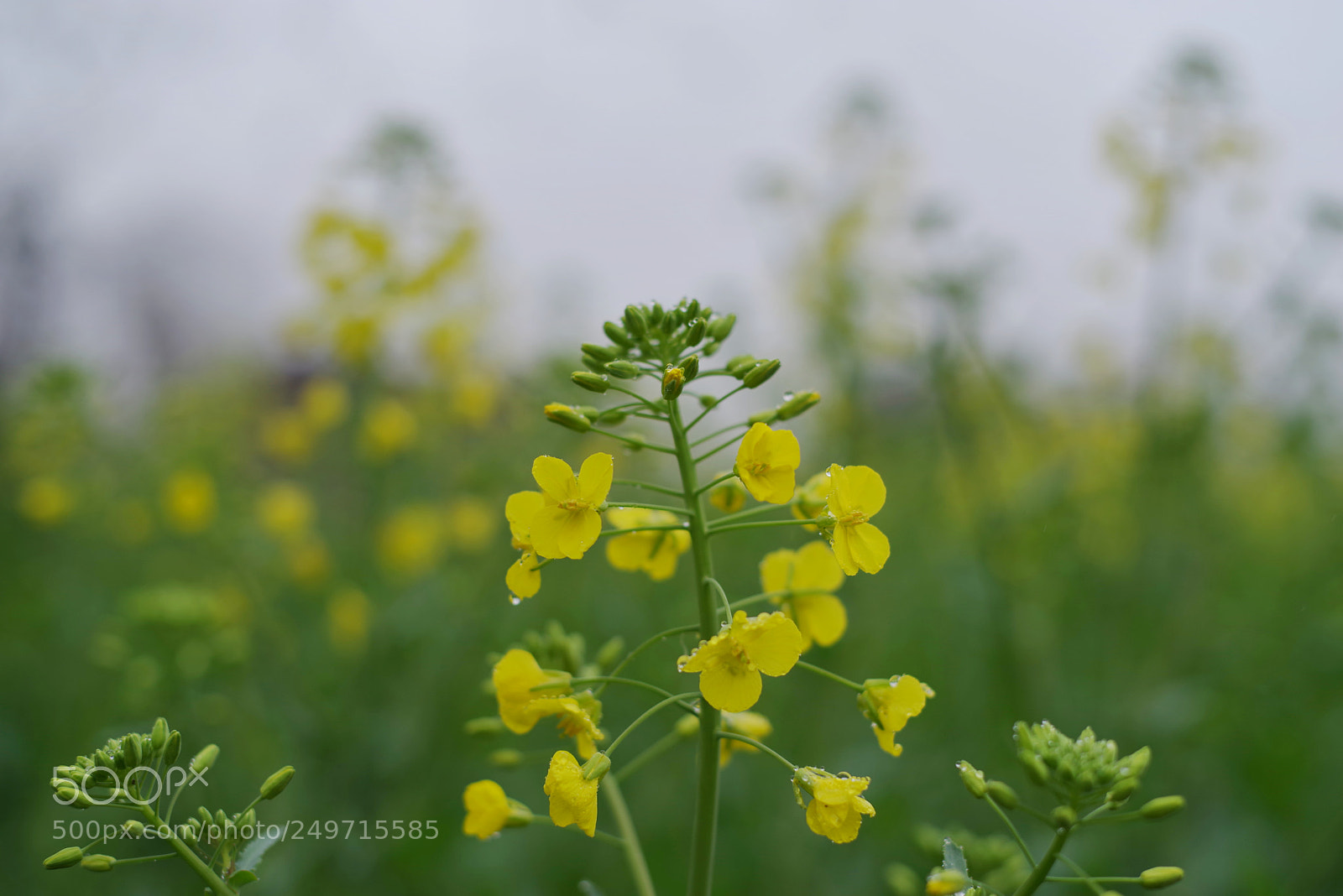 Pentax K-1 sample photo. Untitled photography