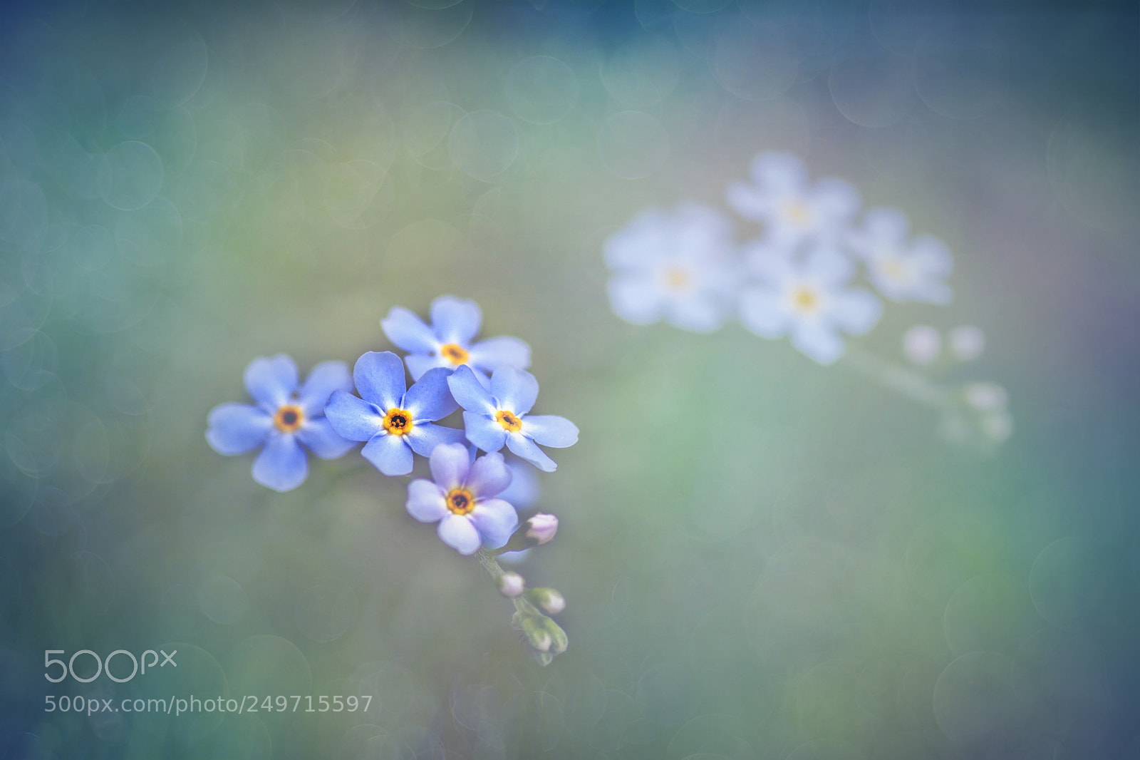 Canon EOS 50D sample photo. A flower photography
