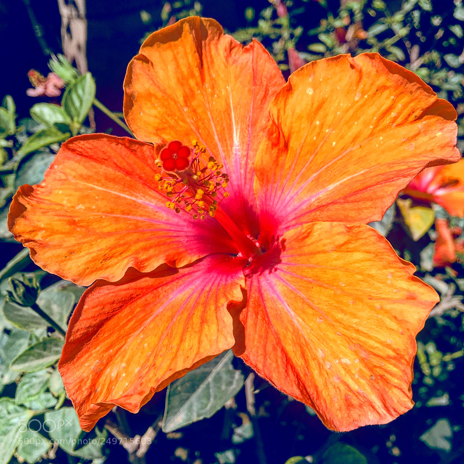 Apple iPhone 6s Plus sample photo. Untitled photography