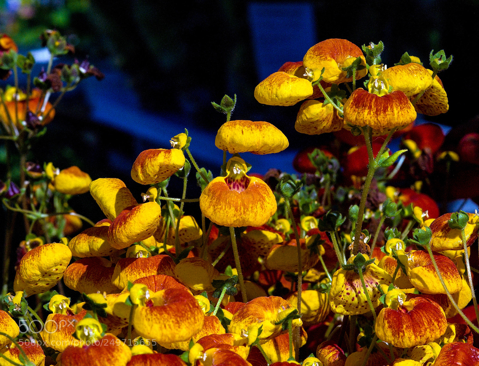 Nikon D200 sample photo. Toffelblomma, calceolaria hybrida photography