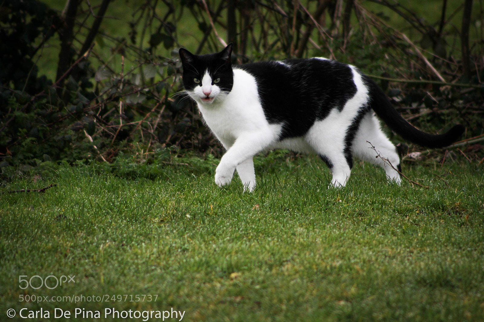 Canon EOS 700D (EOS Rebel T5i / EOS Kiss X7i) sample photo. Evil cat.. photography