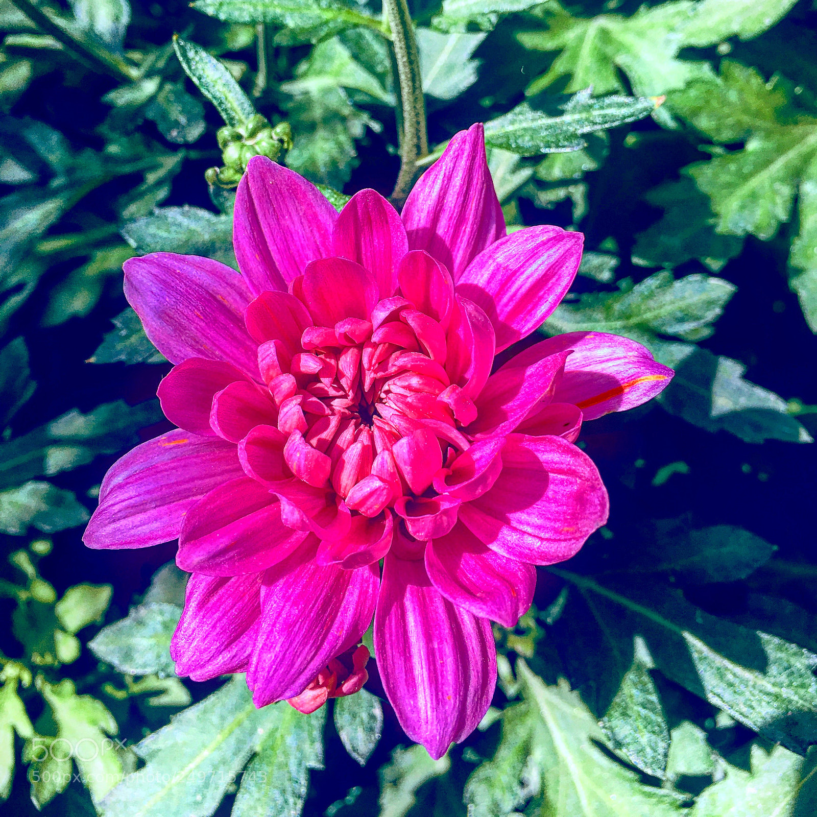 Apple iPhone 6s Plus sample photo. Untitled photography