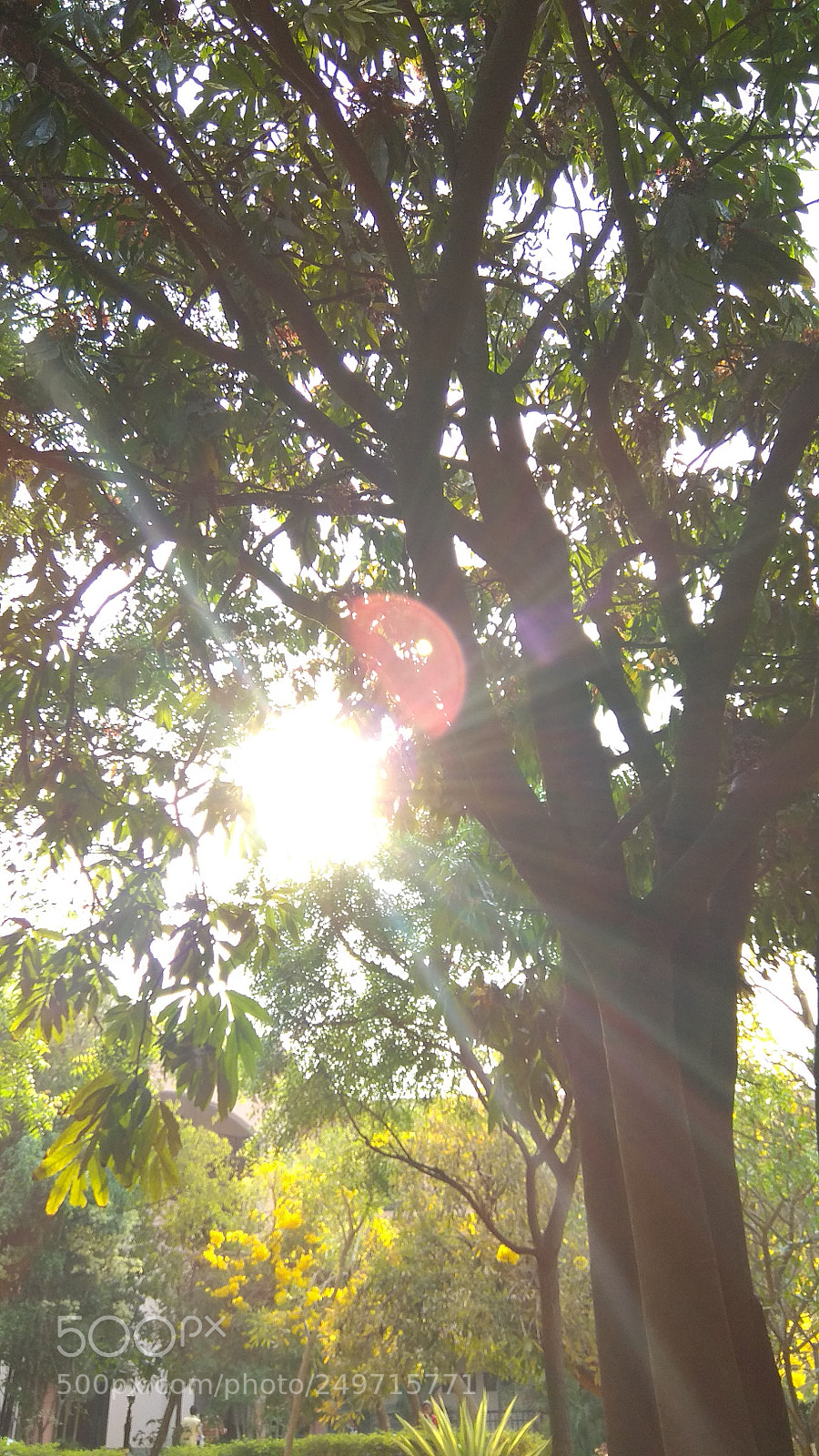 Xiaomi Redmi Note 4 sample photo. Untitled photography