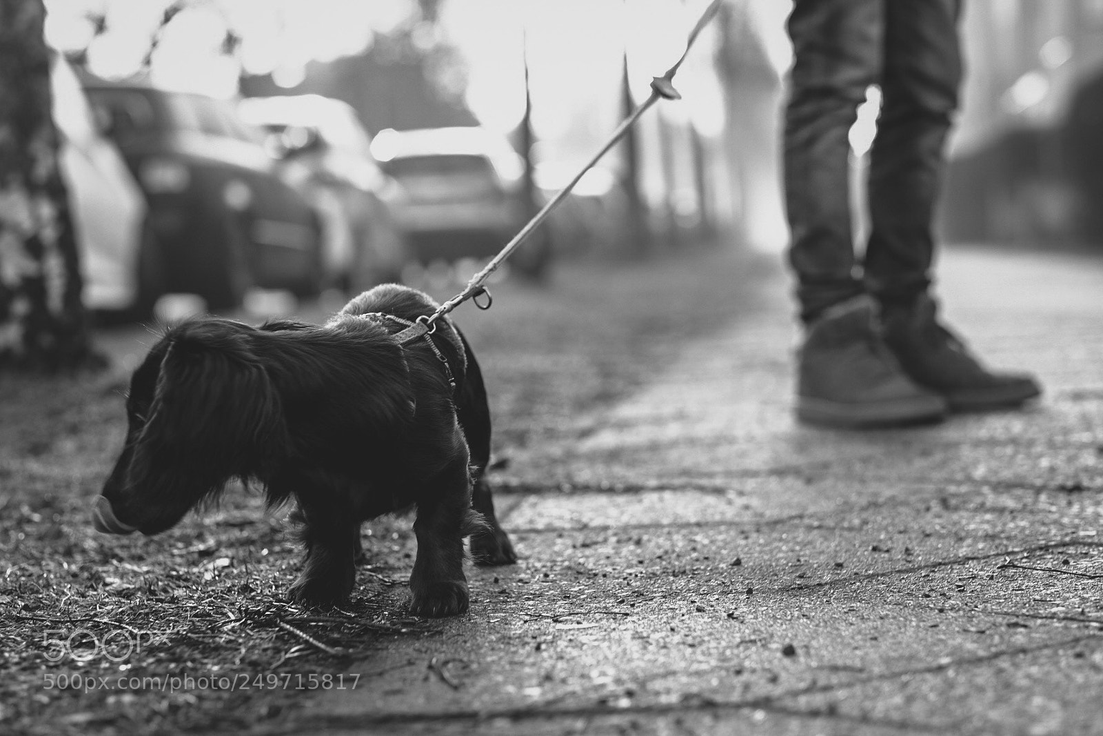 Fujifilm X-T10 sample photo. Walking the dog photography