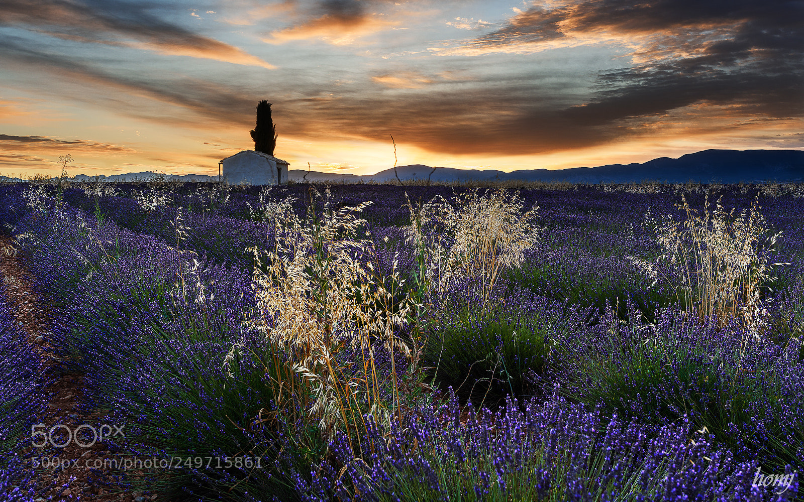 Nikon D810 sample photo. "morning light" photography