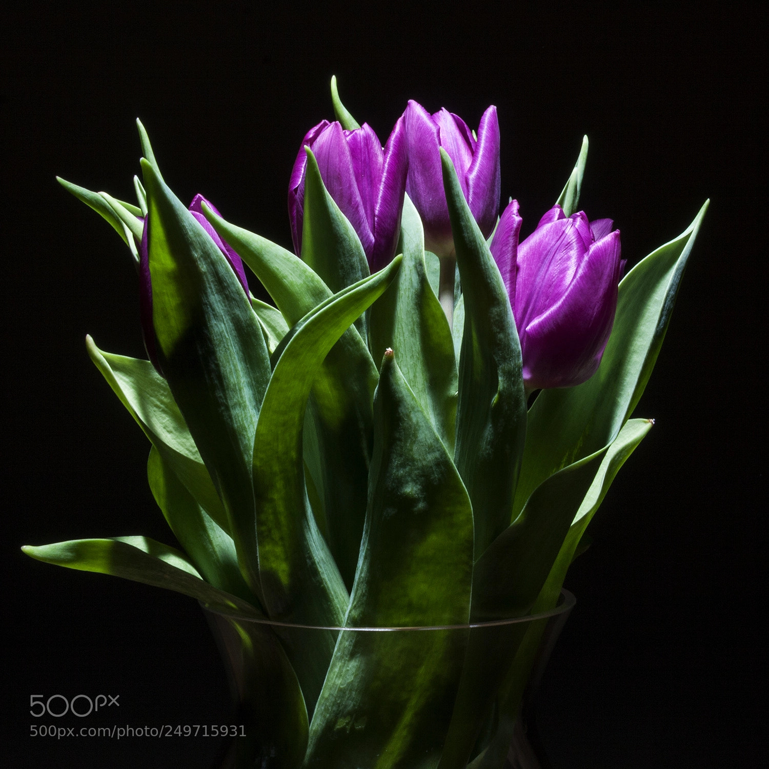 Canon EOS 50D sample photo. Together! photography