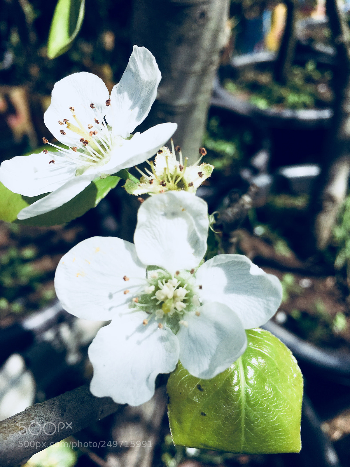 Apple iPhone 6s Plus sample photo. Untitled photography