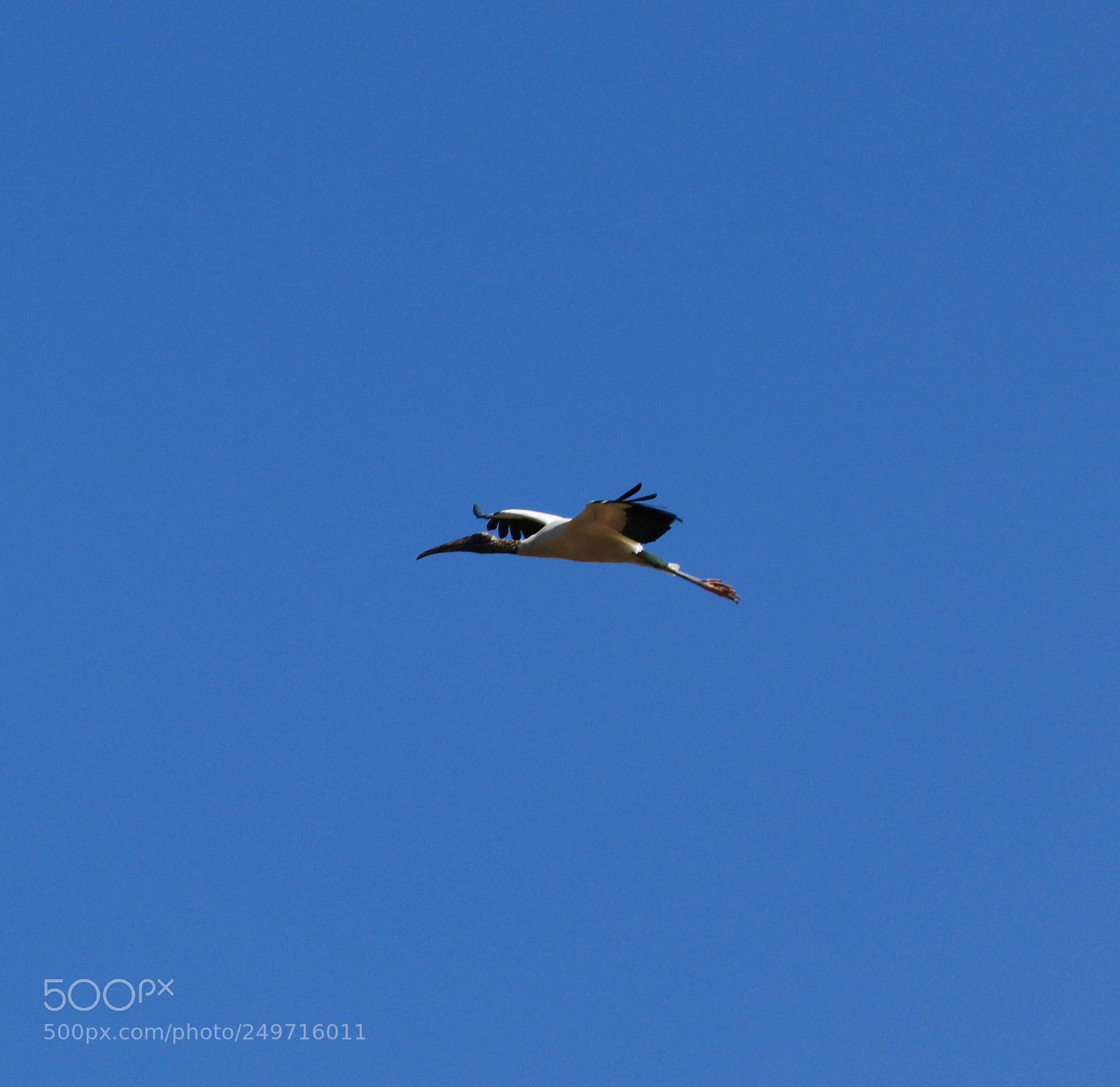 Canon EOS 80D sample photo. Wood stork flying photography