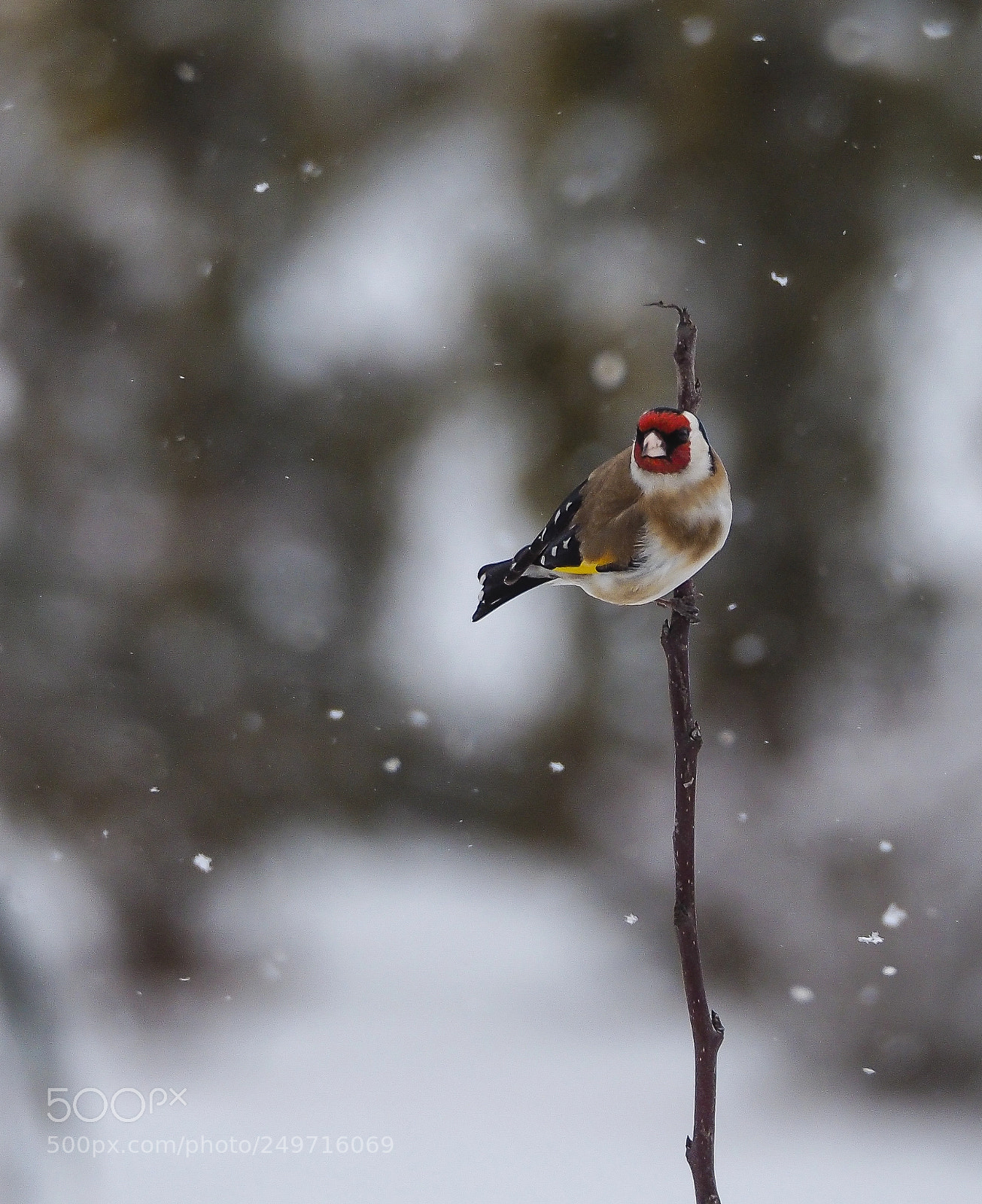 Olympus PEN E-PL7 sample photo. Bullfinch photography