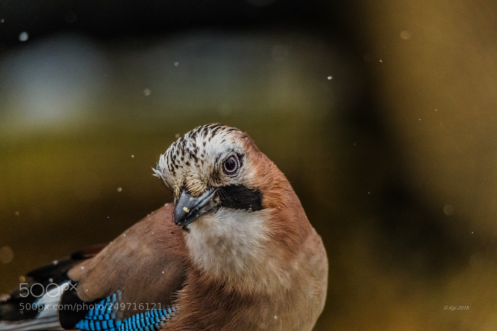 Nikon D850 sample photo. 8a1_0872-2.jpg photography