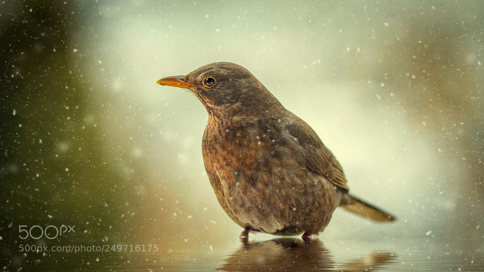 Sony a7R III sample photo. Blackbird photography
