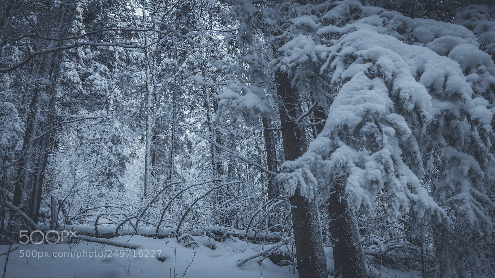 Canon EOS 80D sample photo. Frozen forest photography