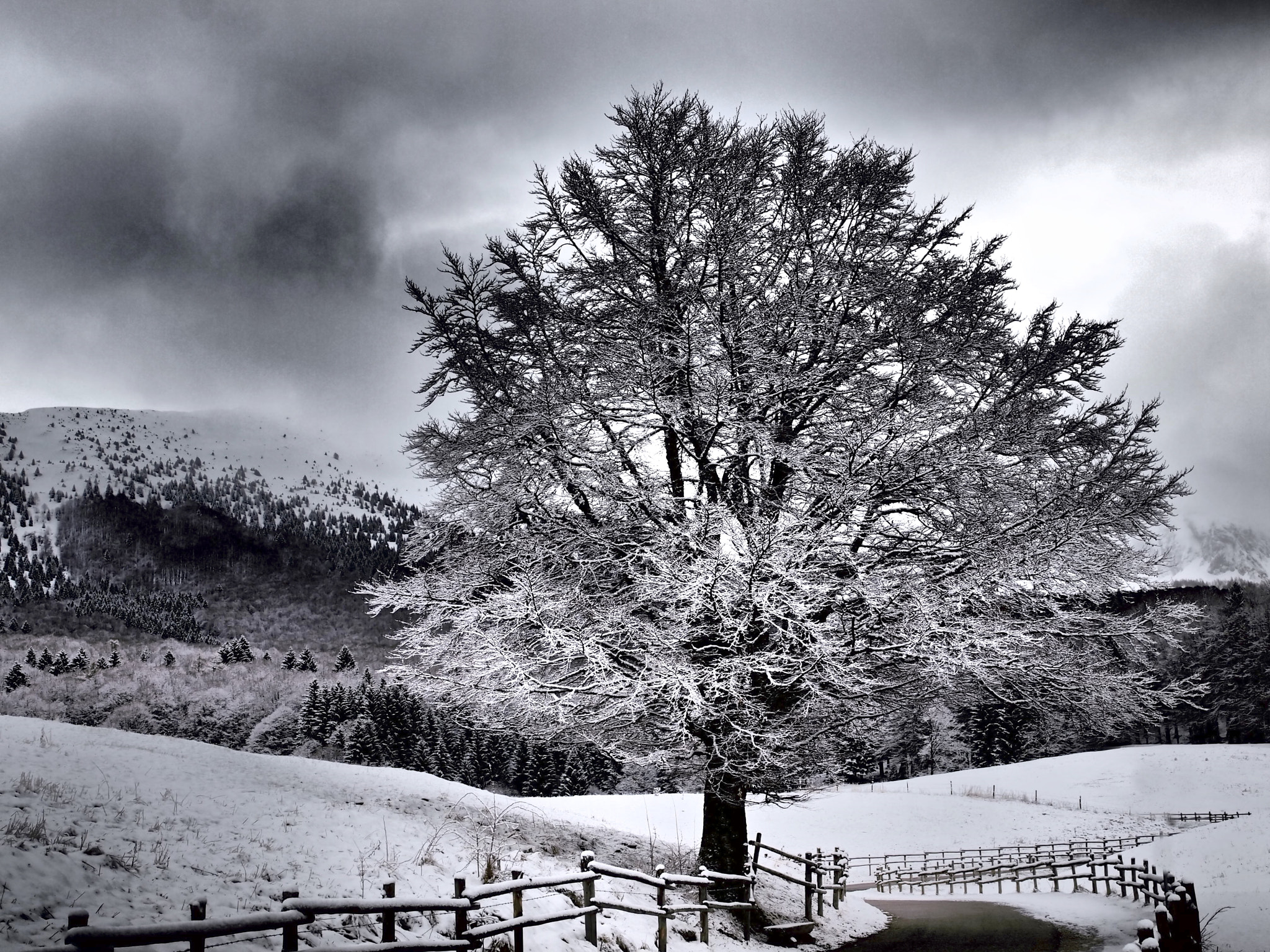 Olympus E-5 sample photo. Fine inverno photography