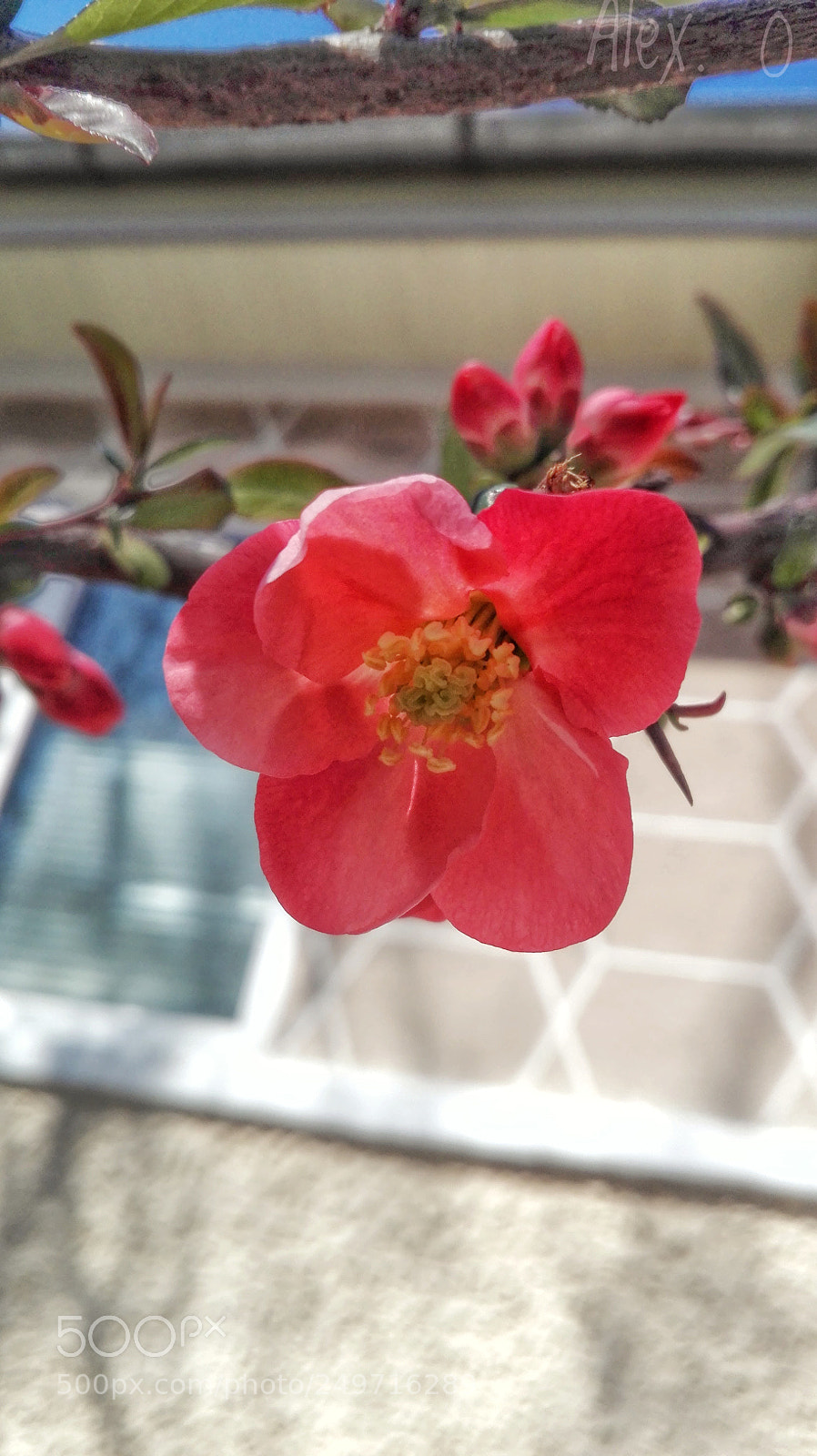 HUAWEI P8 Lite sample photo. Untitled photography