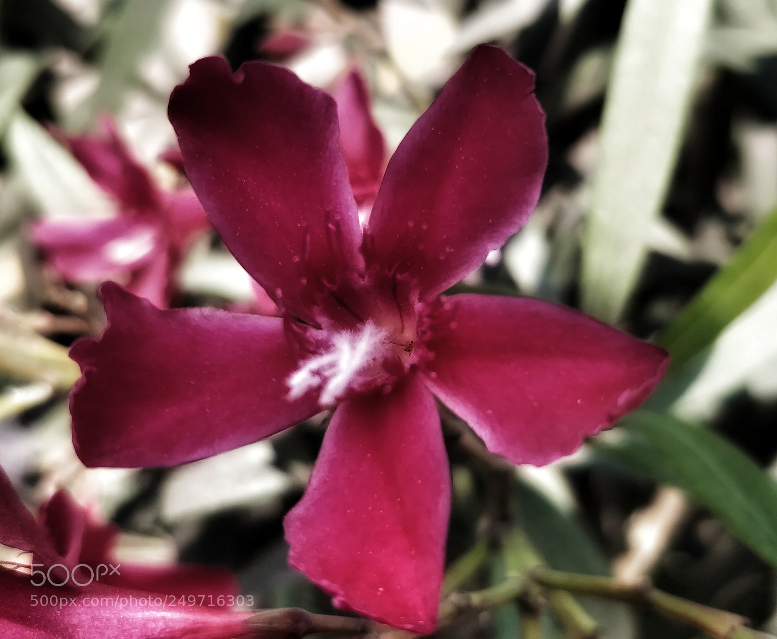 OnePlus 5 sample photo. Untitled photography