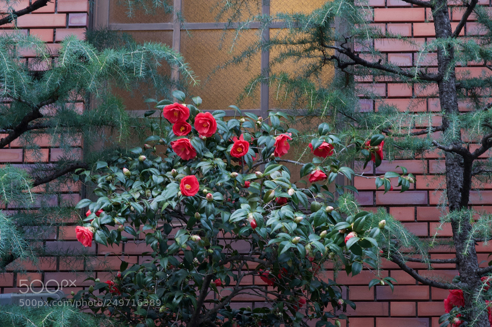 Nikon D90 sample photo. Camellia and church photography