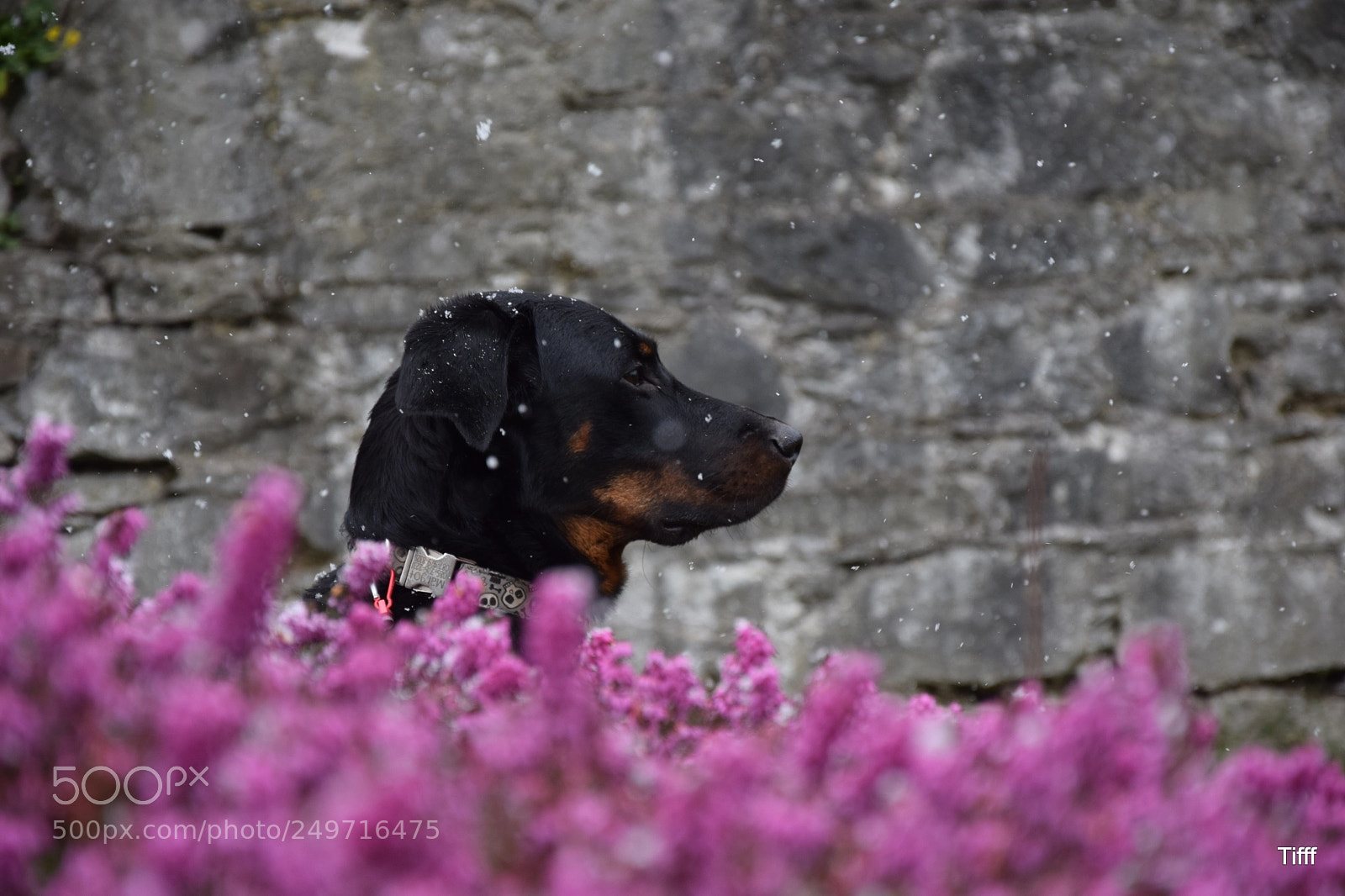 Nikon D5300 sample photo. French shepherd beauceron berger photography