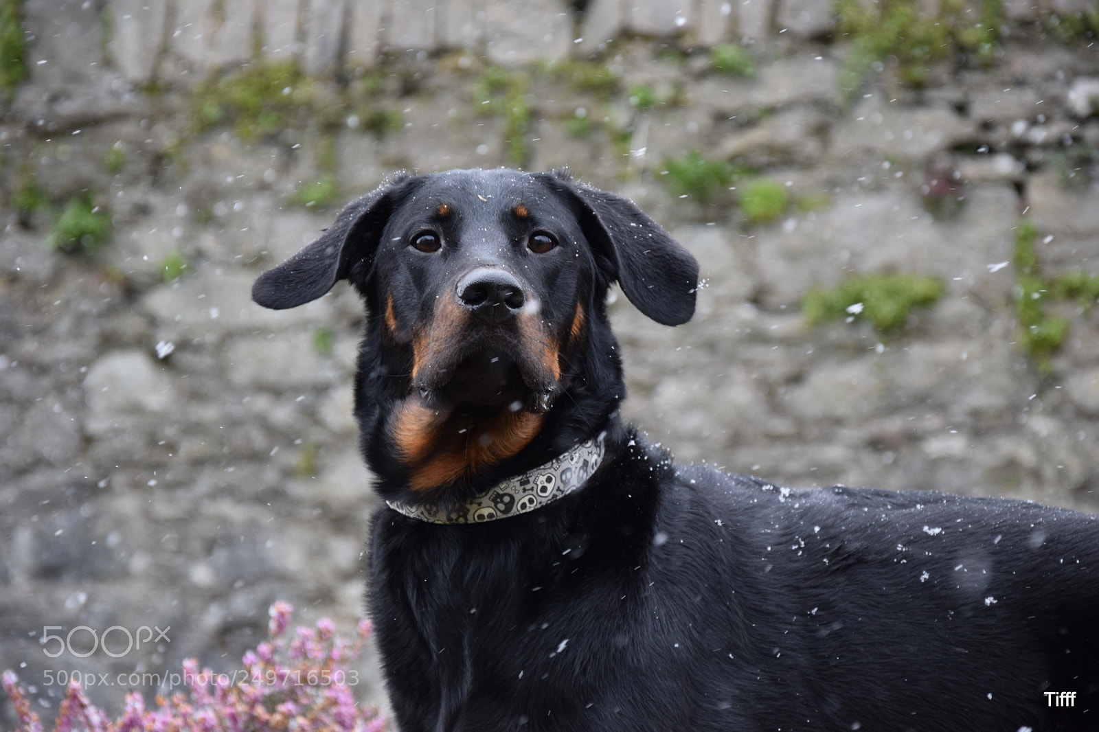 Nikon D5300 sample photo. French shepherd beauceron berger photography