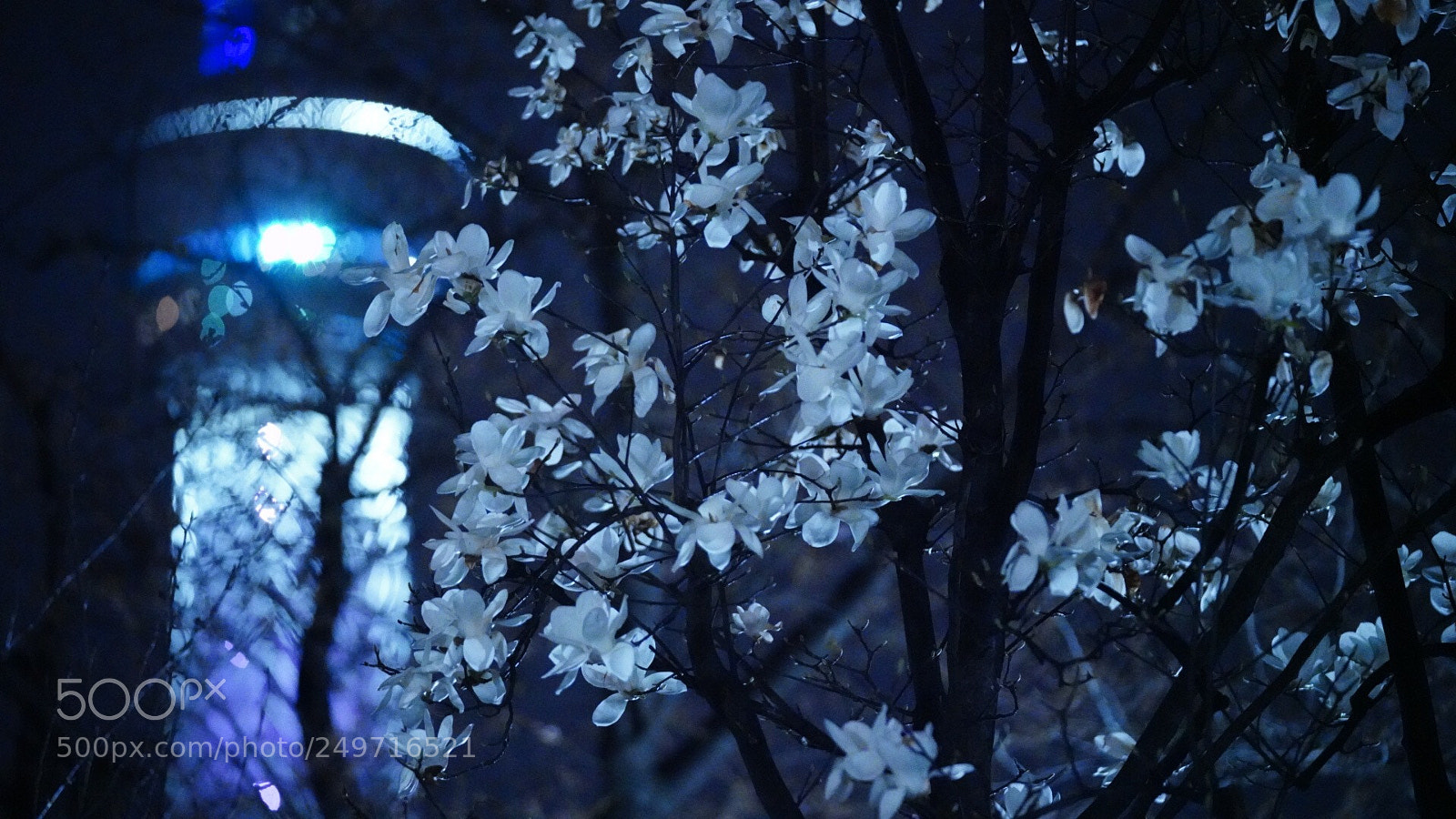 Sony a7R III sample photo. Cherry blossoms just started photography