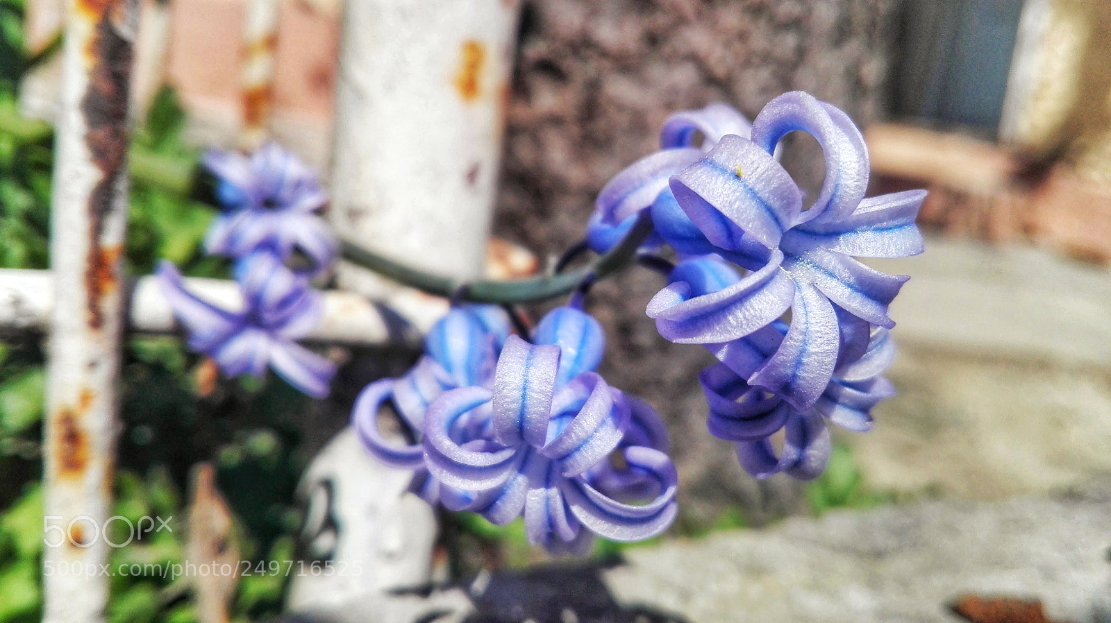 HUAWEI P8 Lite sample photo. Untitled photography