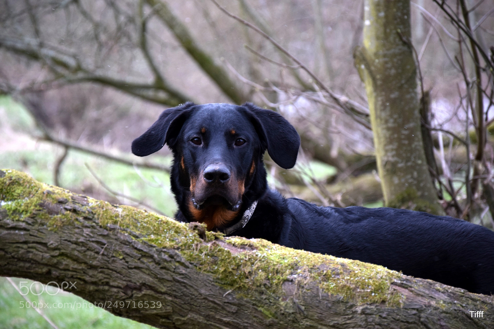 Nikon D5300 sample photo. French shepherd beauceron berger photography