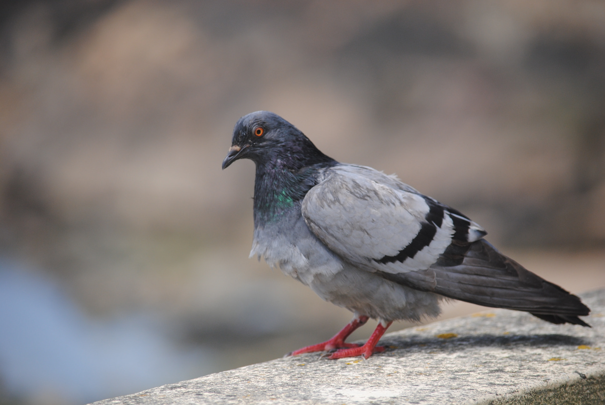 Nikon D3000 sample photo. Pomba photography