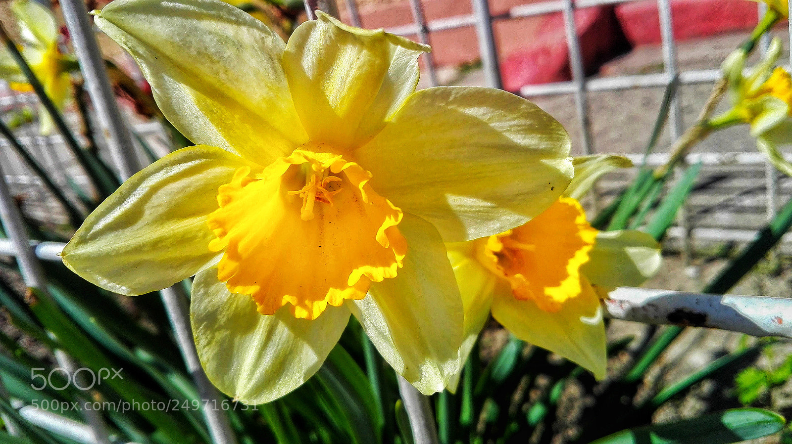 HUAWEI P8 Lite sample photo. ?️ photography