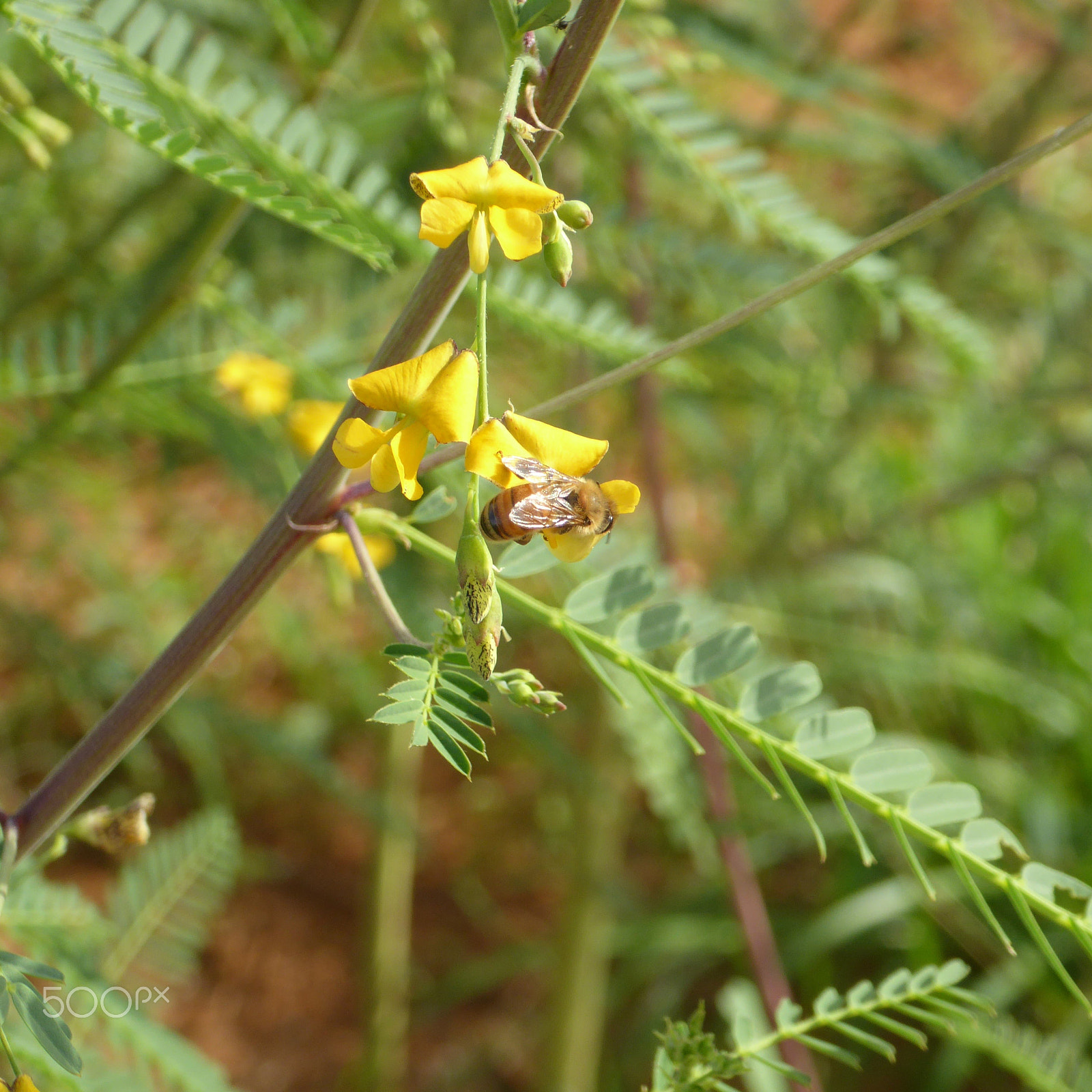 Panasonic Lumix DMC-ZS40 (Lumix DMC-TZ60) sample photo. Bee photography