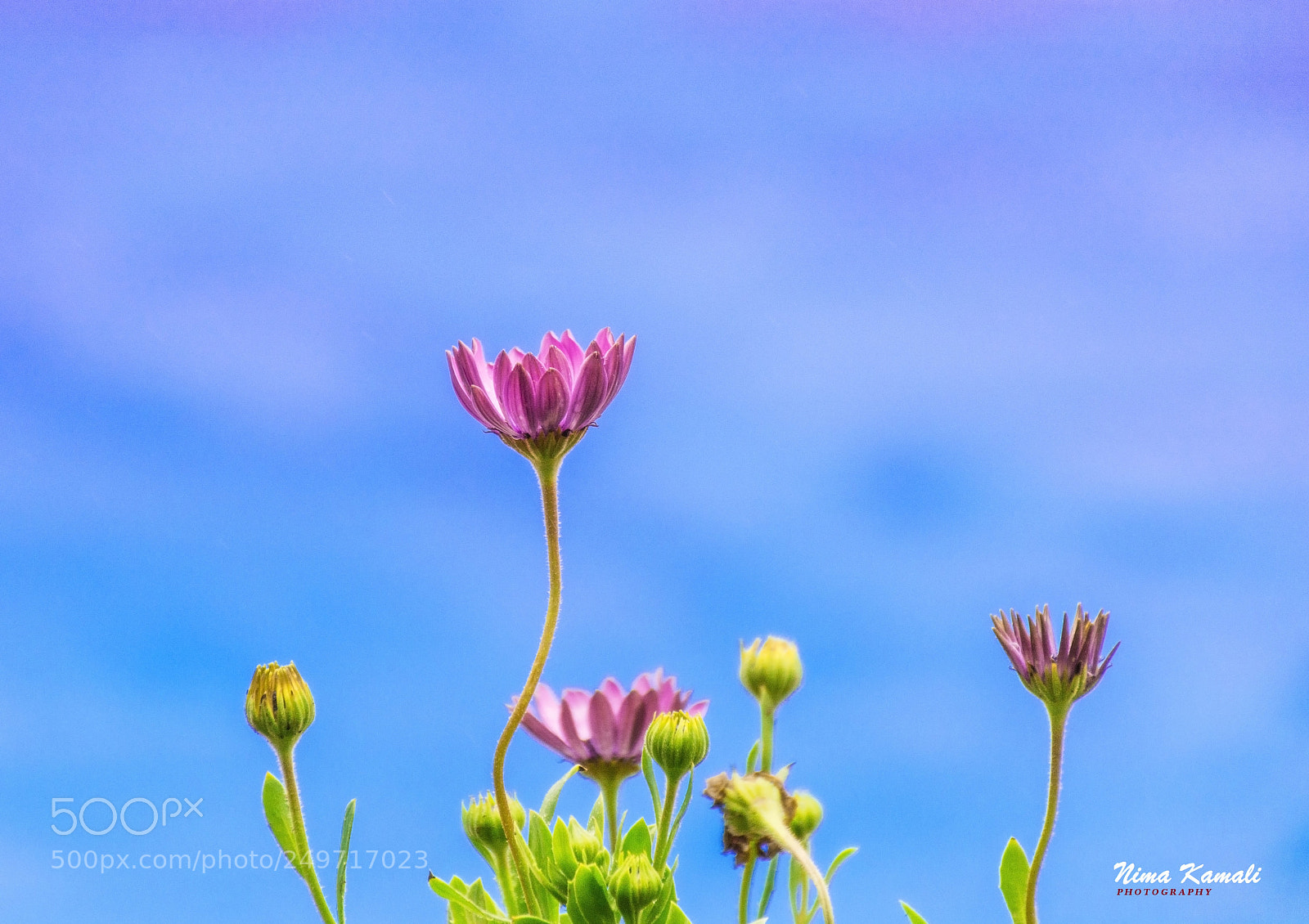 Nikon D7100 sample photo. Simple color photography