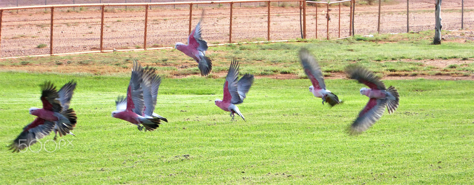 Panasonic Lumix DMC-ZS40 (Lumix DMC-TZ60) sample photo. Gallah's in flight photography