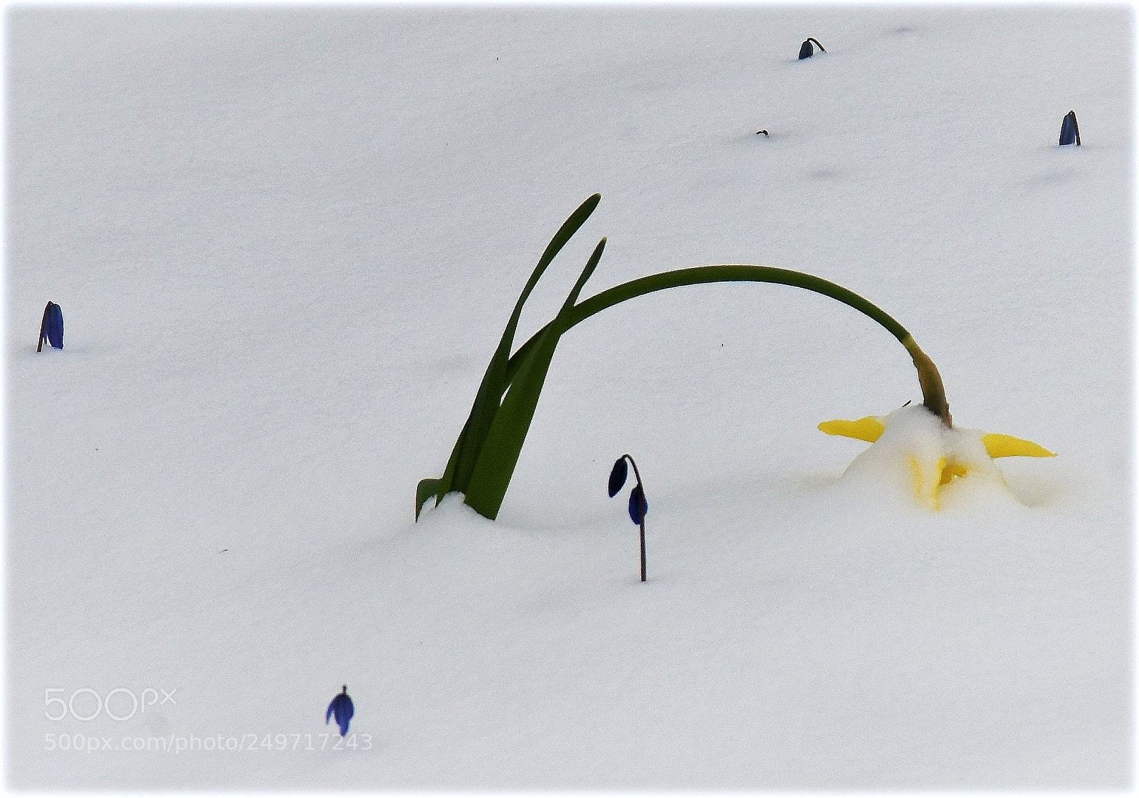 Nikon D810 sample photo. "ou e-le printemps" photography