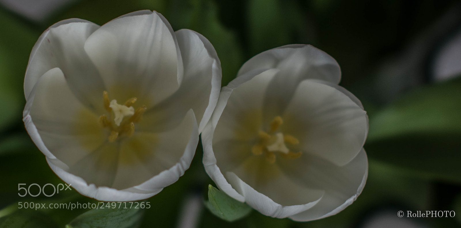 Nikon D7200 sample photo. White tulips photography
