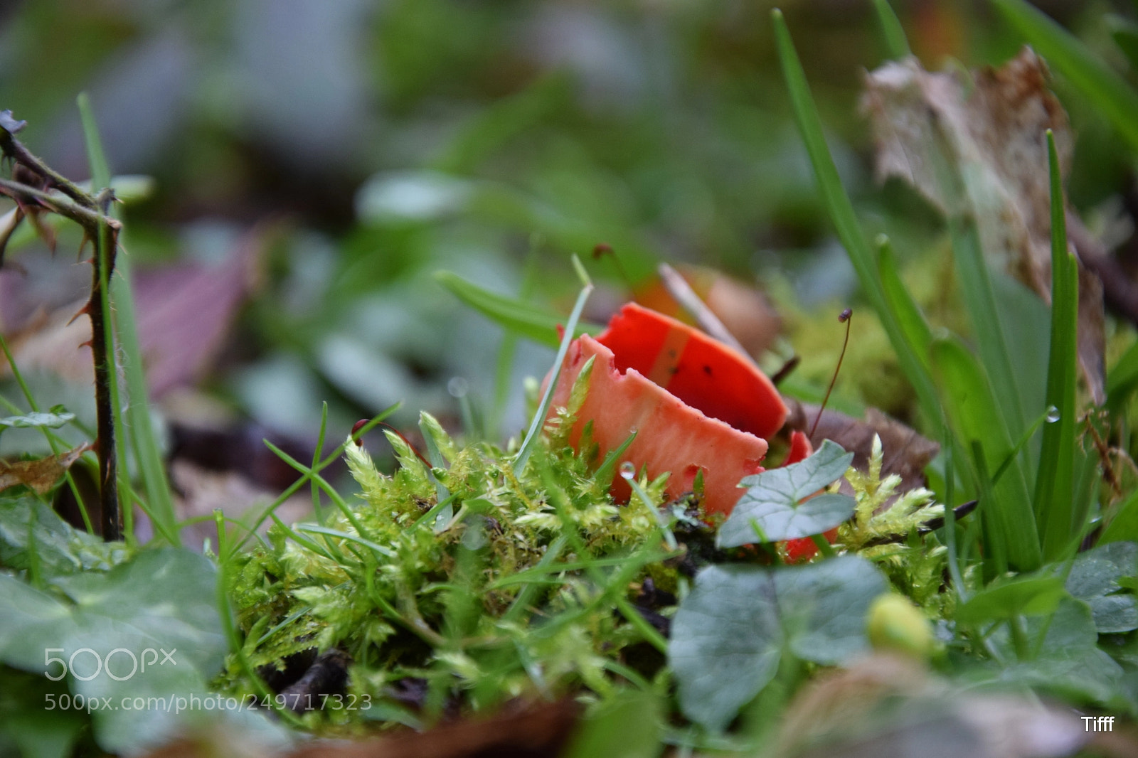 Nikon D5300 sample photo. ... photography