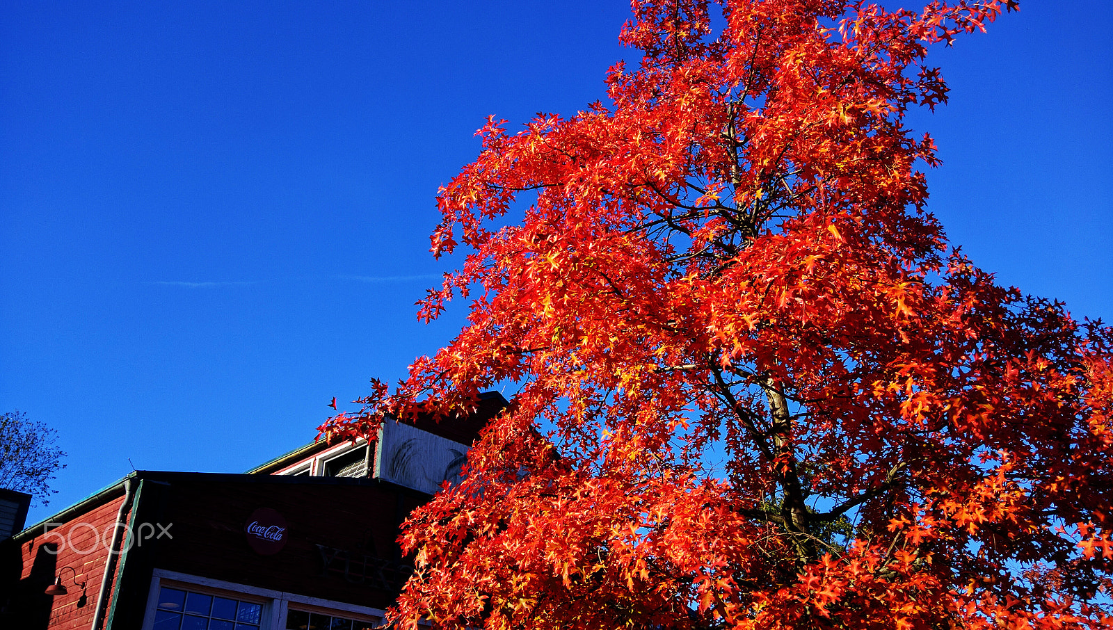 Motorola Nexus 6 sample photo. Bluenred photography