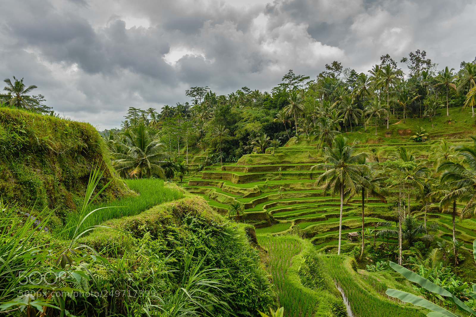 Nikon D600 sample photo. Terraced rice paddy in photography