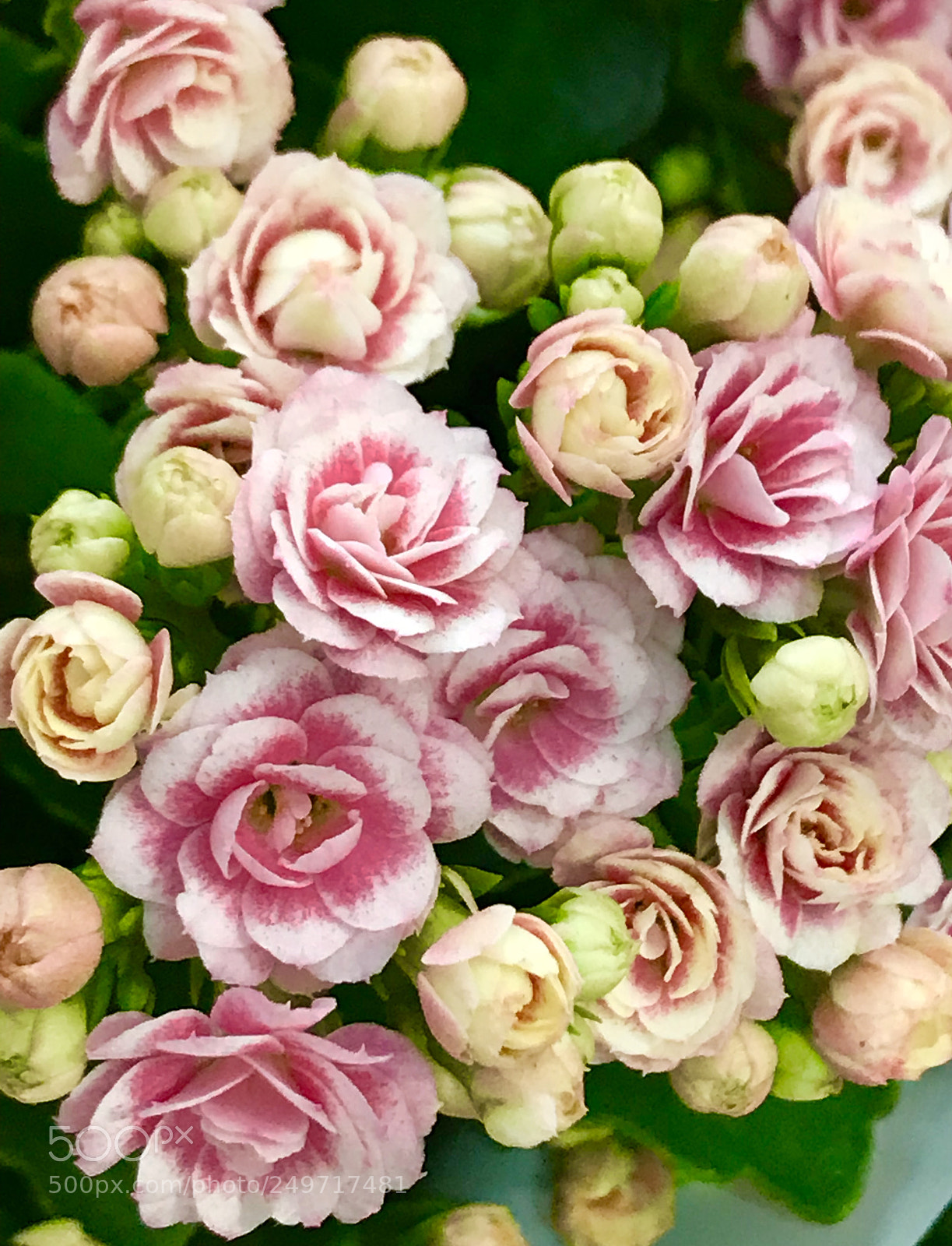 Apple iPhone 7 Plus sample photo. Happy sunday photography