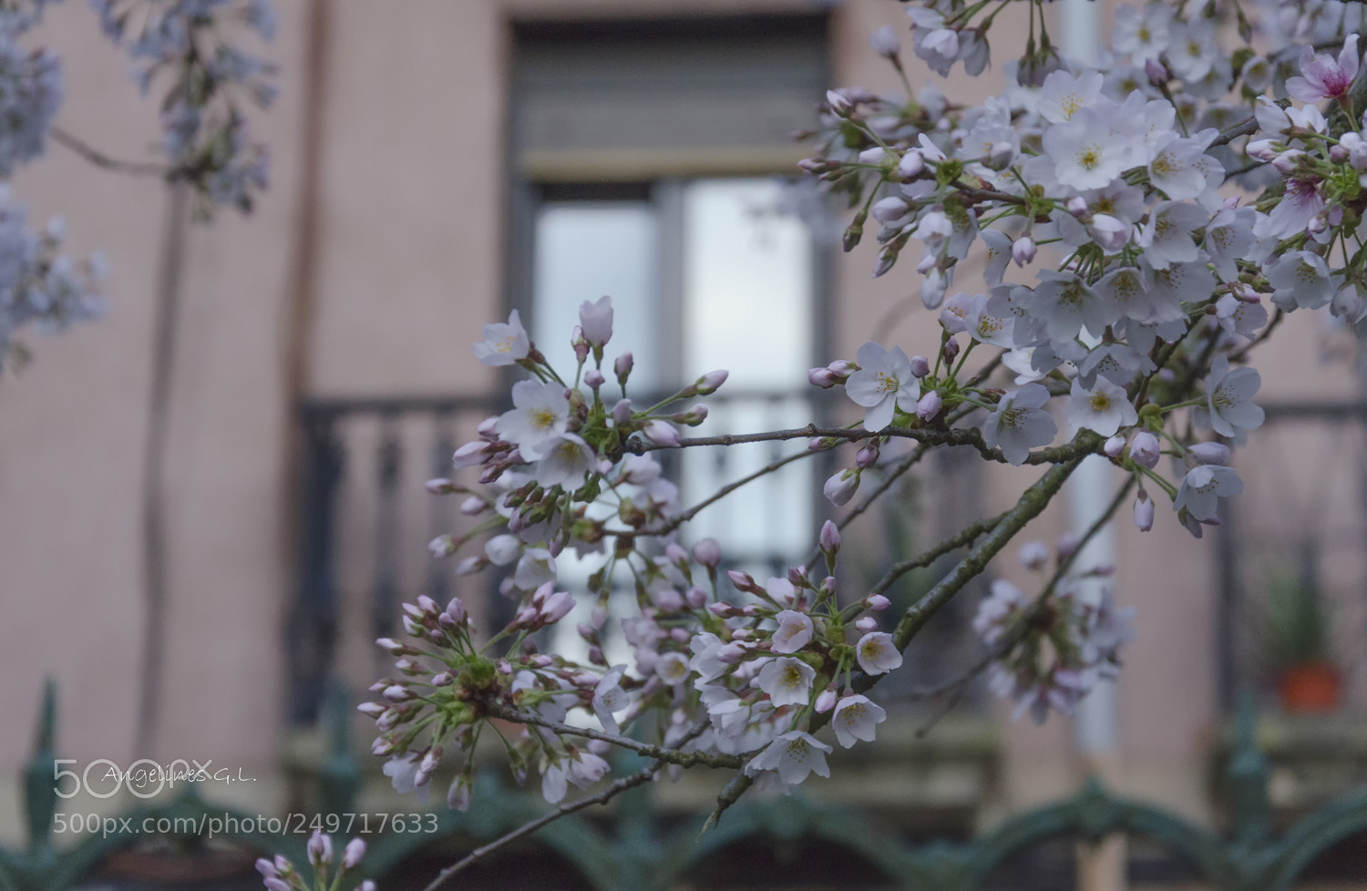 Nikon D5100 sample photo. Ya huele a primavera photography