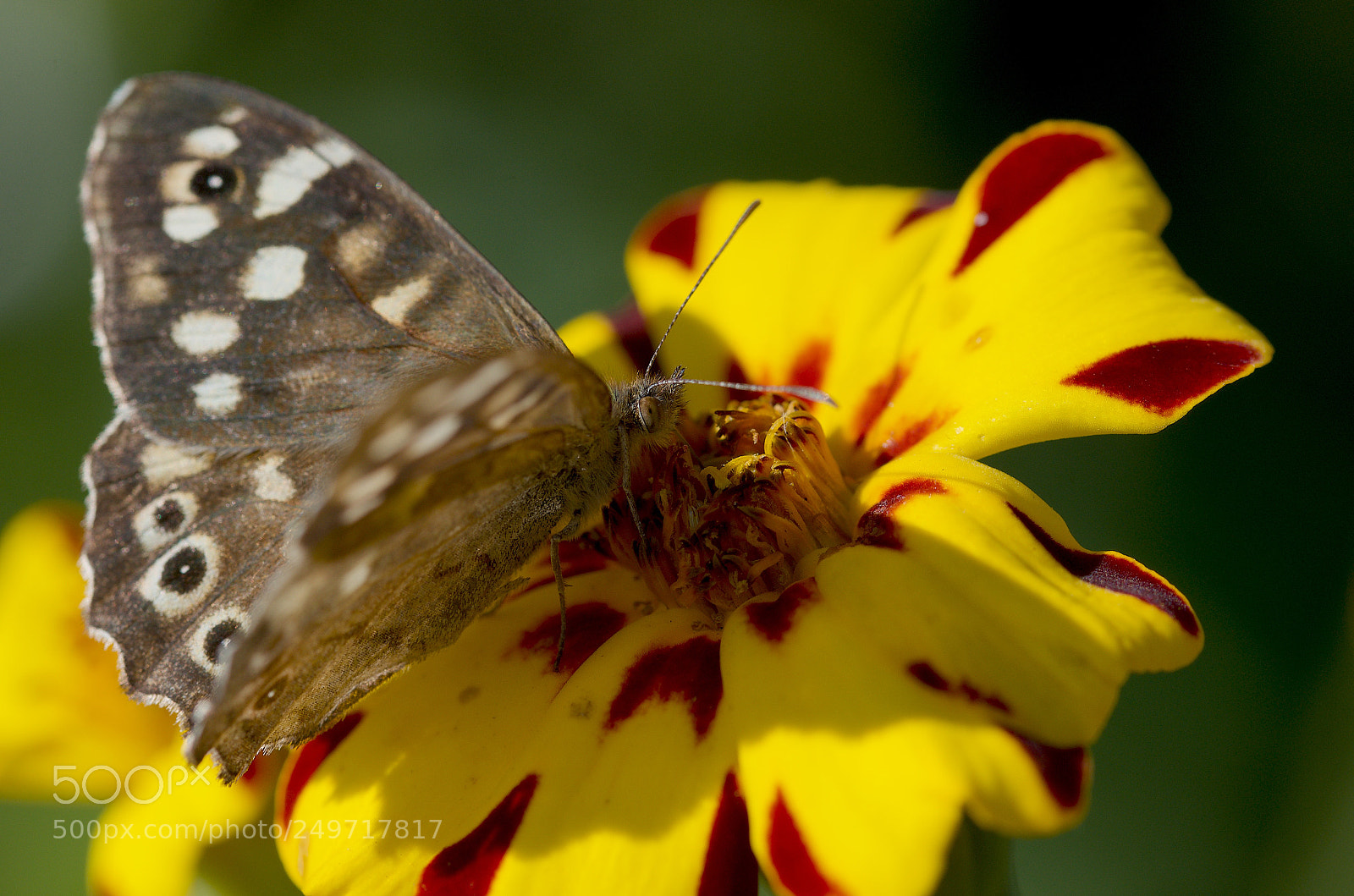 Nikon D7000 sample photo. Butterfly on a yellow photography