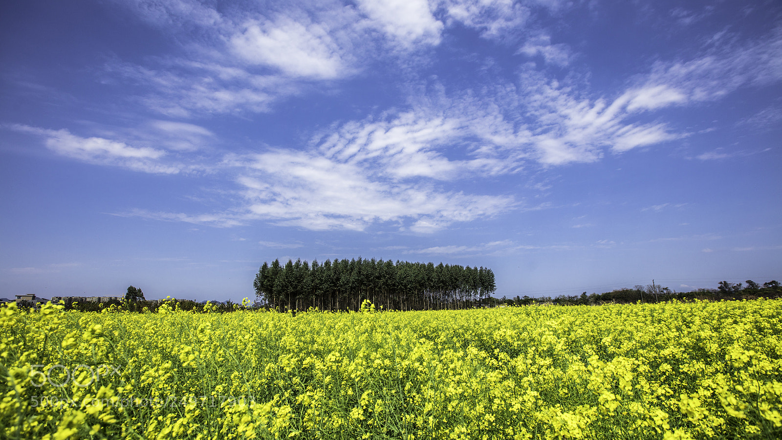 Canon EOS 5DS R sample photo. 平野菜花春 photography