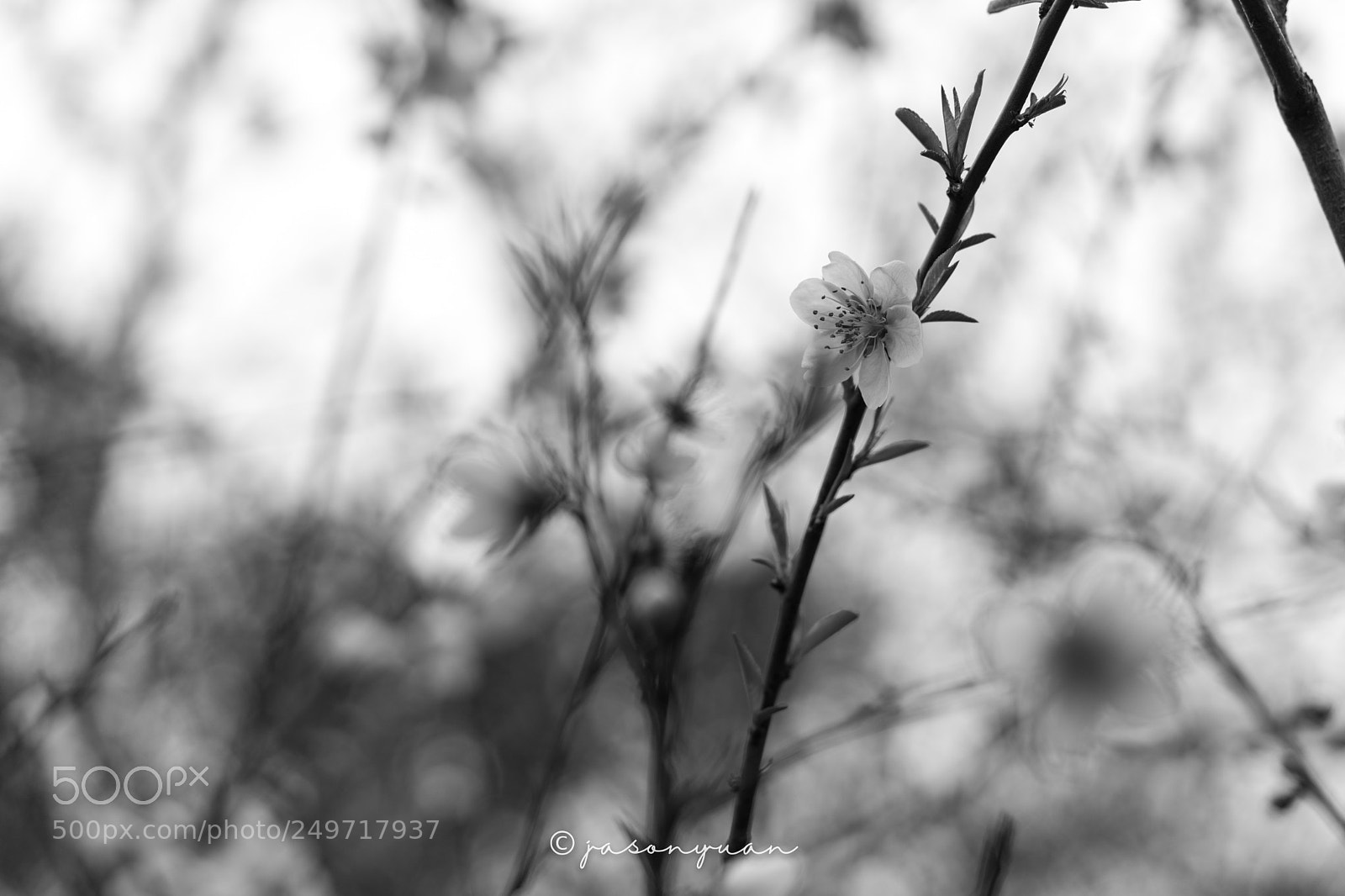 Sony a7 II sample photo. Untitled photography
