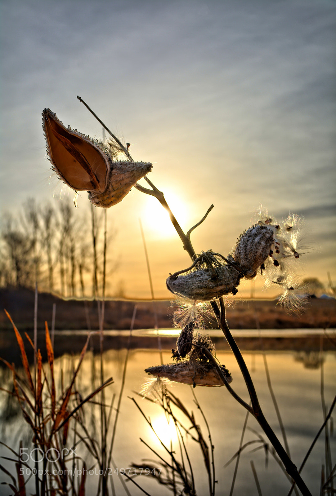 Nikon D7100 sample photo. Milkweed pond photography