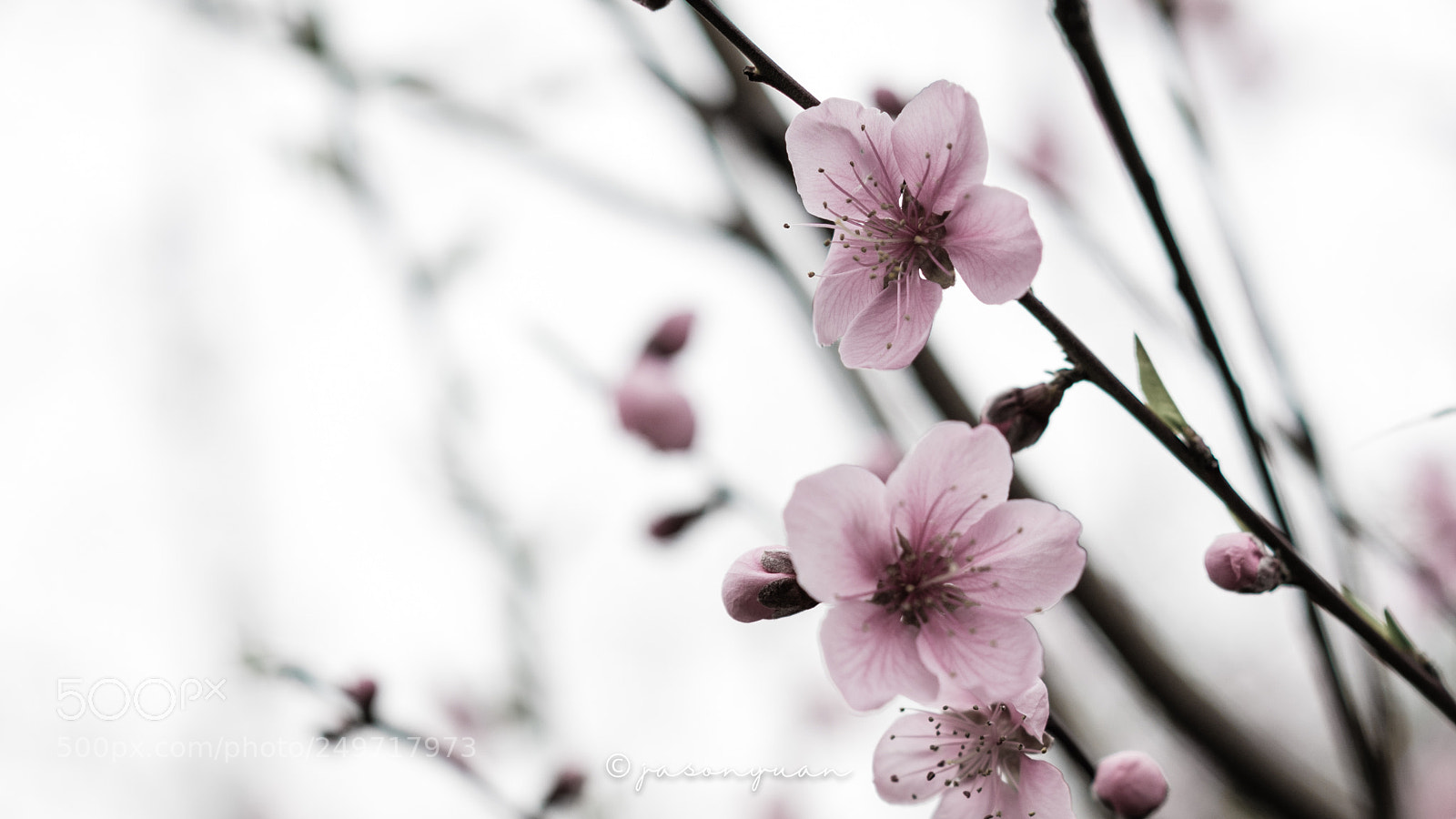 Sony a7 II sample photo. Untitled photography
